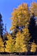 Golden Aspens Azure Sky.jpg